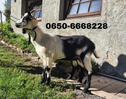 Pfauenziegen Kitz