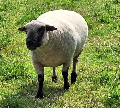 Shropshire Widder