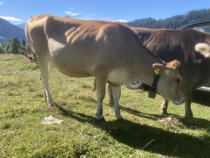 Jersey Rind