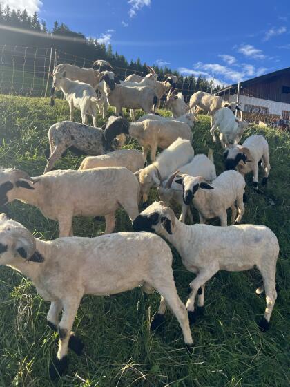 Walliser Schwarznasenschafe