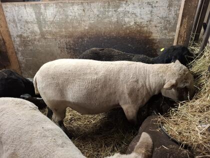 Shropshire Widder