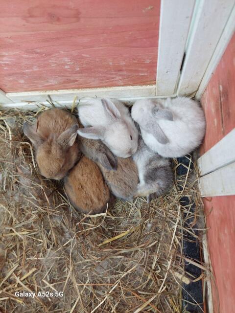 Mini Lop