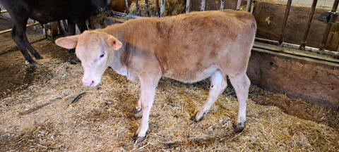 Charolais Kalb geb. 05.05.25