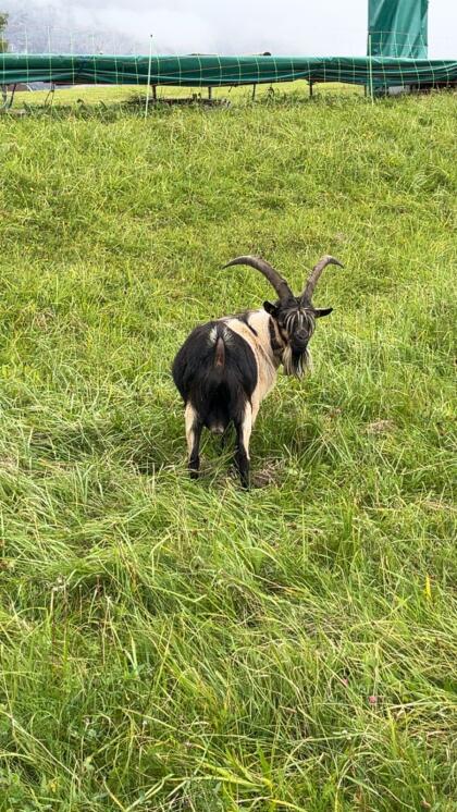Bock