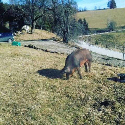 Speckschweine
