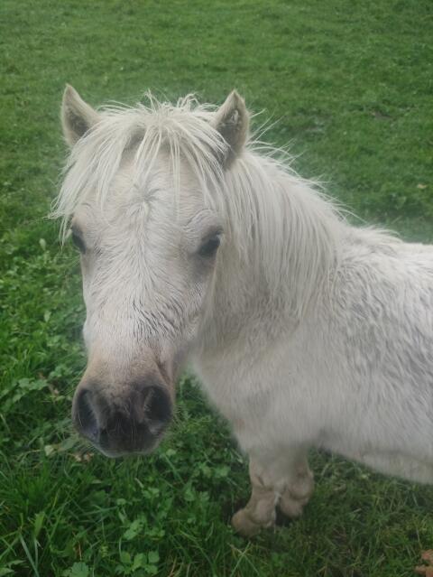Minipony Hengst