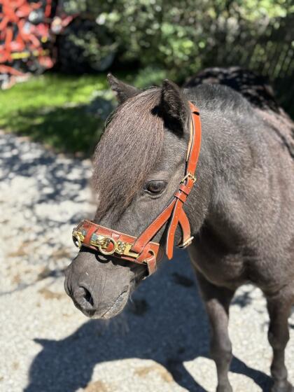 Shetlandpony Wallach