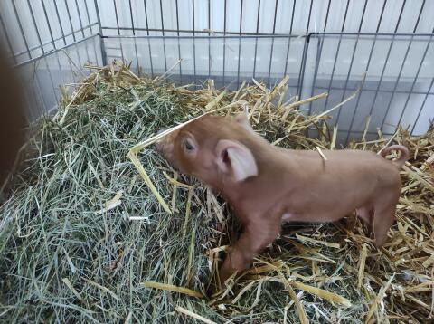 Junger Duroc Eber