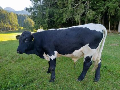 Pinzgauer Stier