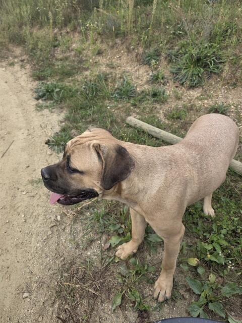 Cane Corso Hündin 8 Mon. mit Stammbaum abzugeben
