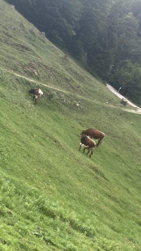 Pinzgauer Mutterkuh