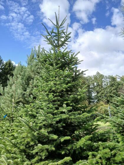 Christbäume