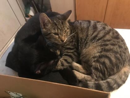 Süße Katzen zu verkaufen