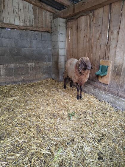 Braunes Bergschaf Widder