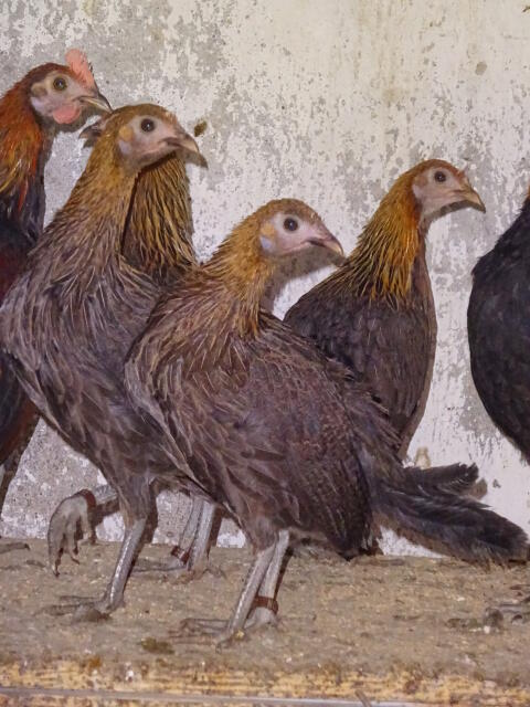 Birma-Bankivahuhn (Gallus gallus spadiceus)
