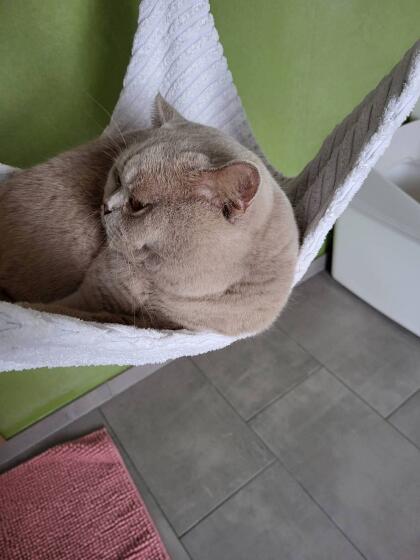 Deckanzeige Britisch Kurzhaar Kater Paxton Luna Gatto