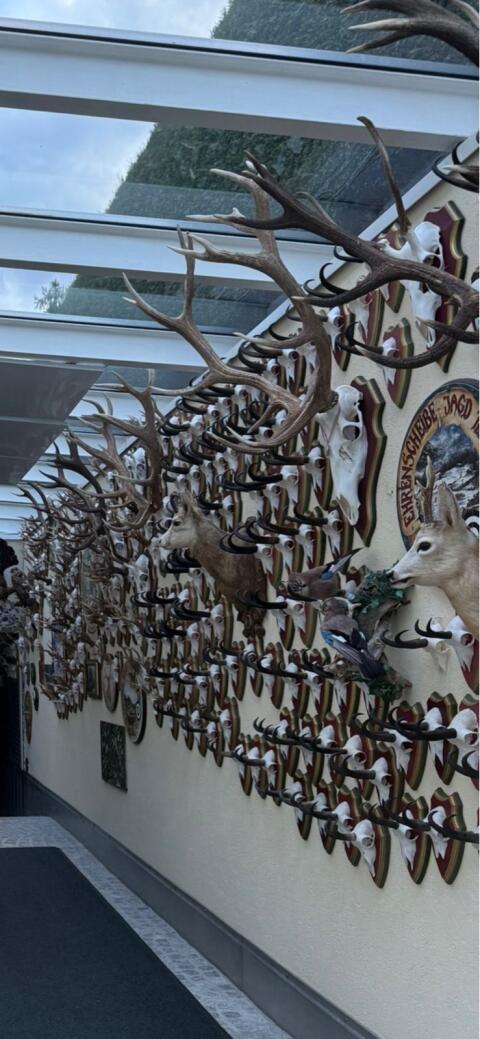 Jagdtrophäen Geweihe