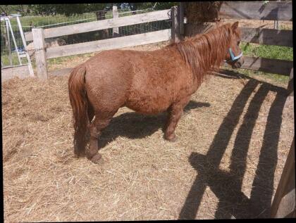 Ponystute