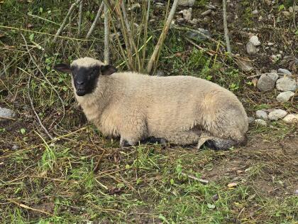 Verkaufe Shropshire Jungwidder