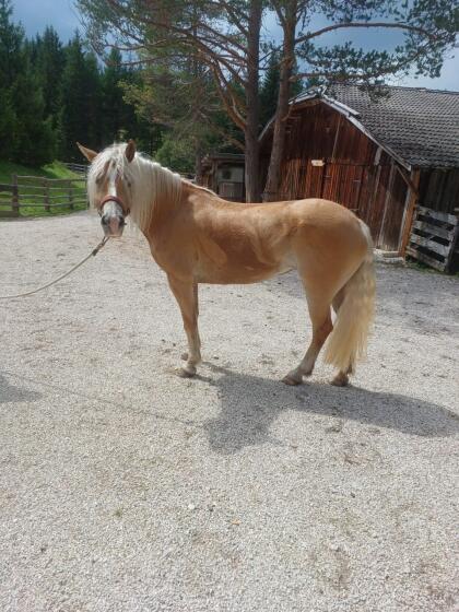 Haflinger Stute Chanel