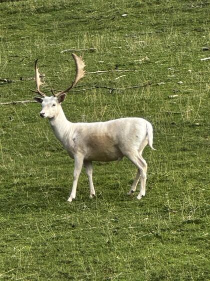 Damhirsch
