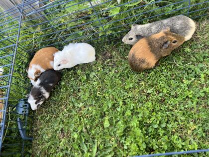 Meerschweinchen