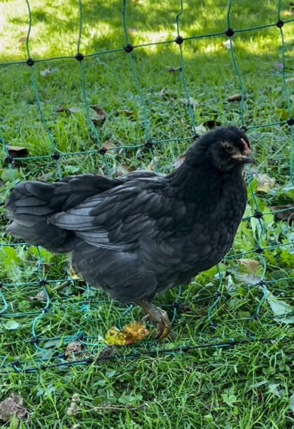 Hahn und Henne Ameraucana/Barnevelder