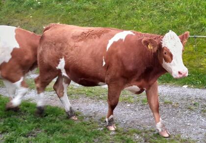 Hochträchtige FV Zuchtkalbinnen und 1x FV-Jersey