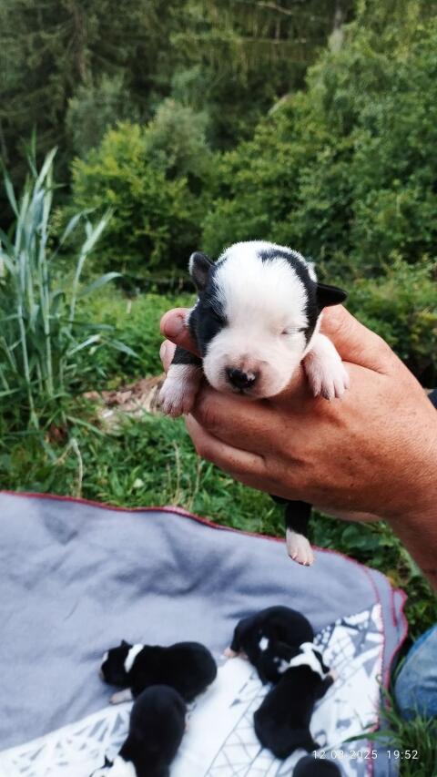 Border Collie Welpen