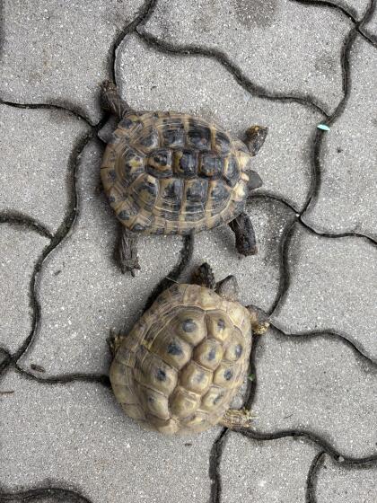 Griechische Landschildkröten