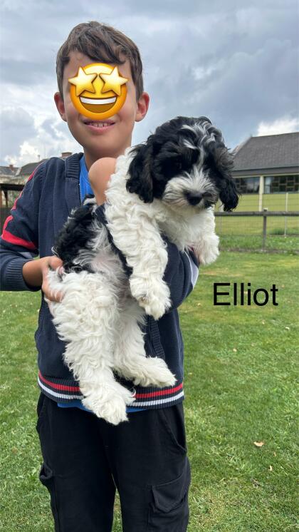 Cavapoo Welpen (Cavalier/Zwergpudel)
