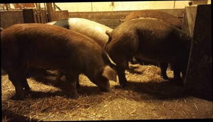 Duroc Jungzuchten