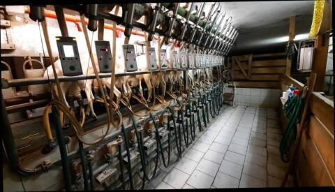 Verkaufe Westfalia Ziegenmelkstand