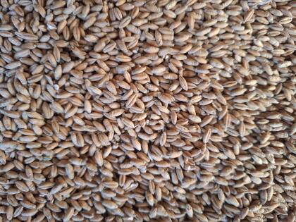 Triticale Ernte 2025