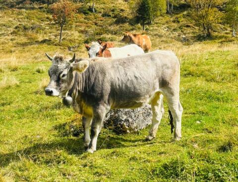 Grauvieh Rind