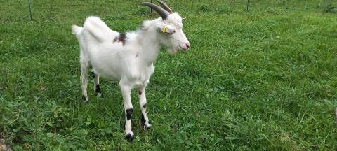 Tauernschecken Jungbock
