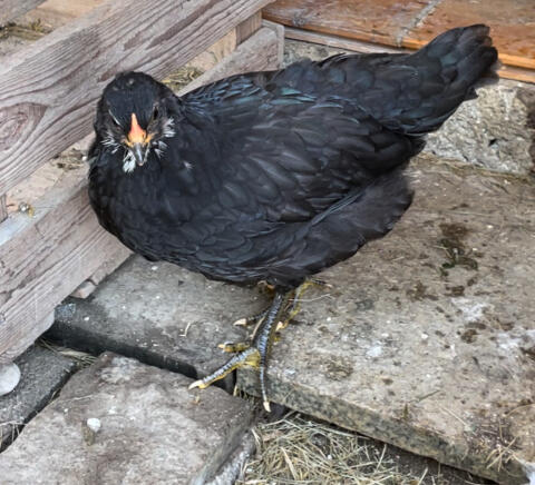 Blumenhuhn/Ameraucana Hahn