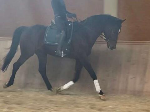 Trakehner Wallach Grassnitz sucht ein neues Zuhause