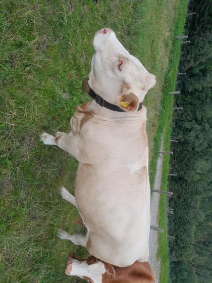 Fleckvieh/Charolais Mutterkuh