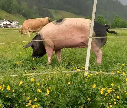 Suche trächtige Schwäbisch-Hällische oder SH x Duroc Sau
