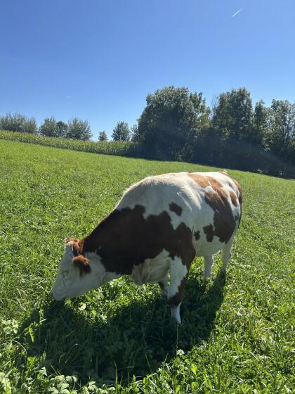 Trächtige Fleckvieh Kalbinnen