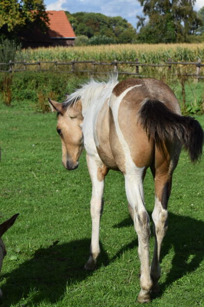 Paint Horse Stutfohlen