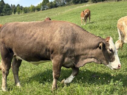 BIO Kalbin zu verkaufen