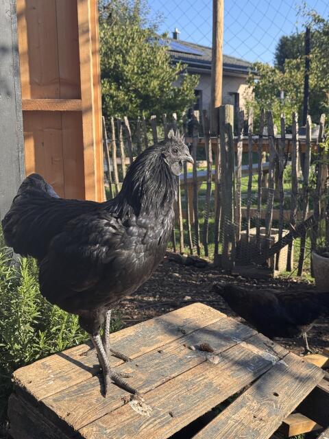 Ayam Cemani Hahn zu verschenken