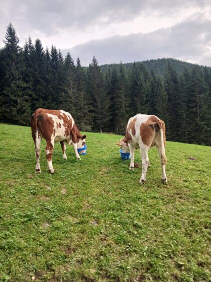 Zuchtkalbinnen Fleckvieh