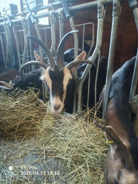 Vierhorn-Ziegen Kitz weiblich und Böcke