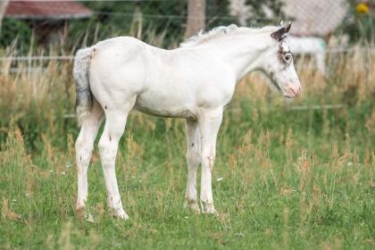 Fohlen Tinker mal Appaloosa