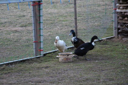 Ententrio (zwei weibl. Enten, ein Erpel)