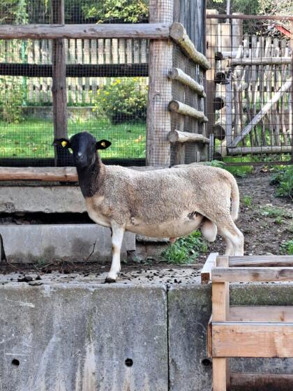 Dorperwidder