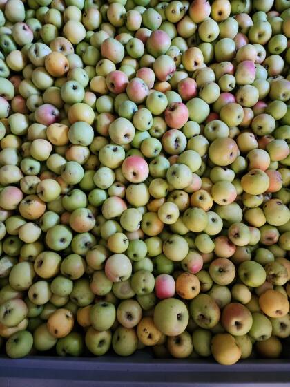 Äpfel Streuobstwiese